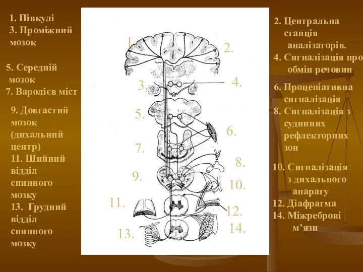 1. Півкулі 3. Проміжний мозок 1. 2. Центральна станція аналізаторів. 4. Сигналізація про