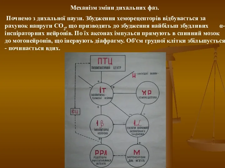 Механізм зміни дихальних фаз. Почнемо з дихальної паузи. Збудження хеморецепторів відбувається за рахунок