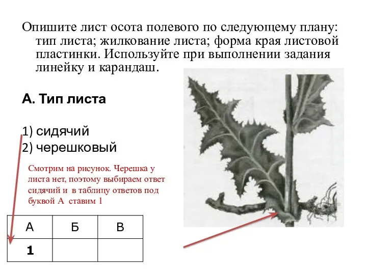 Опишите лист осота полевого по следующему плану: тип листа; жилкование