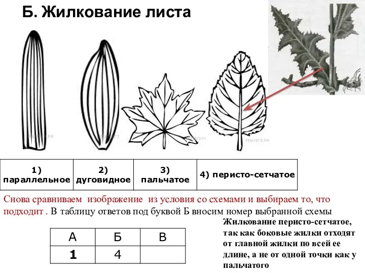 Б. Жилкование листа Снова сравниваем изображение из условия со схемами