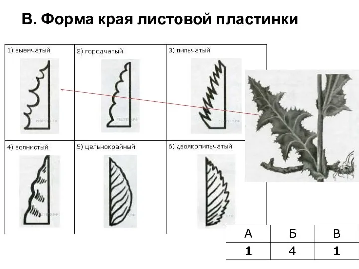 В. Форма края листовой пластинки