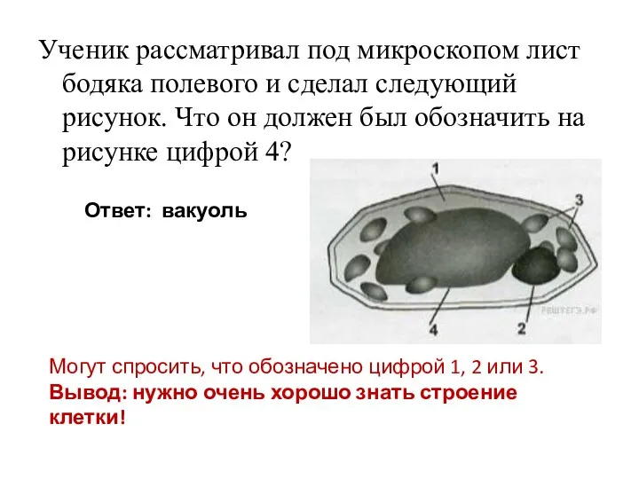 Ученик рассматривал под микроскопом лист бодяка полевого и сделал следующий