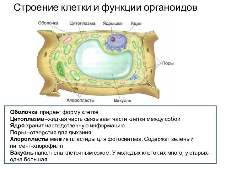 Строение клетки и функции органоидов Оболочка придает форму клетке Цитоплазма