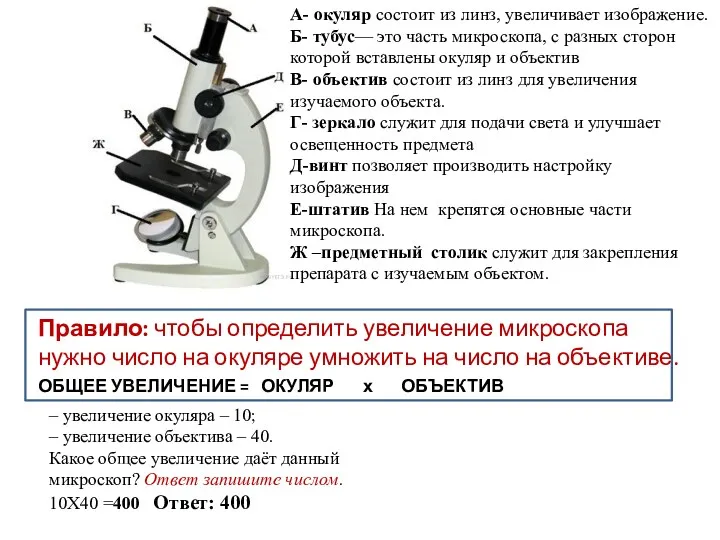 А- окуляр состоит из линз, увеличивает изображение. Б- тубус— это