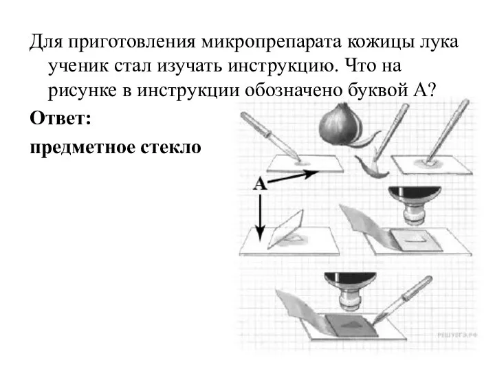 Для приготовления микропрепарата кожицы лука ученик стал изучать инструкцию. Что