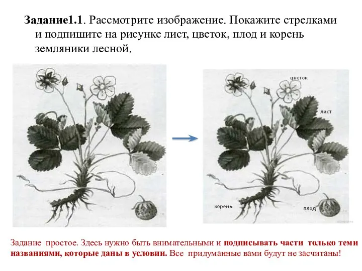 Задание1.1. Рассмотрите изображение. Покажите стрелками и подпишите на рисунке лист,