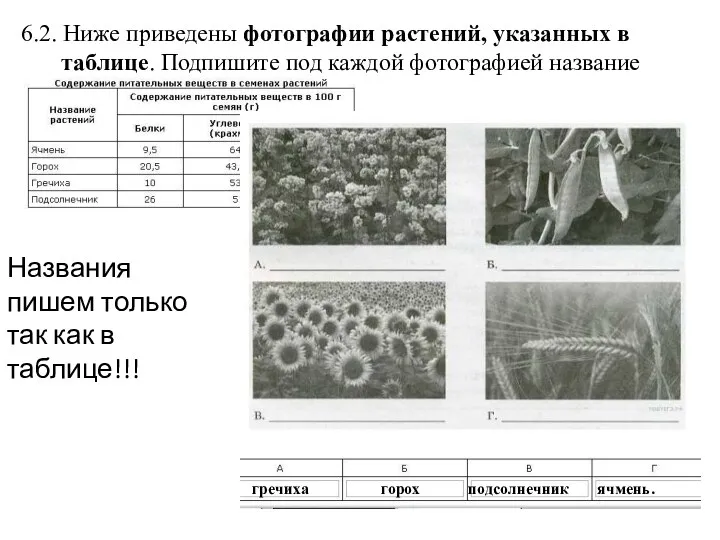 6.2. Ниже приведены фотографии растений, указанных в таблице. Подпишите под