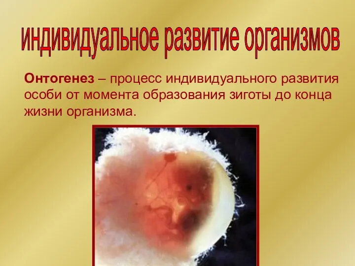 индивидуальное развитие организмов Онтогенез – процесс индивидуального развития особи от