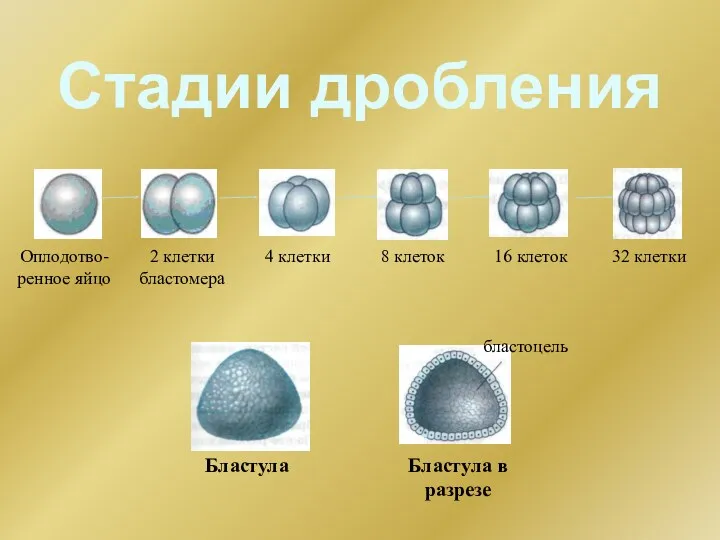 Стадии дробления Оплодотво-ренное яйцо 2 клетки бластомера 4 клетки 8