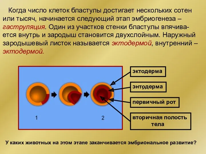 Когда число клеток бластулы достигает нескольких сотен или тысяч, начинается