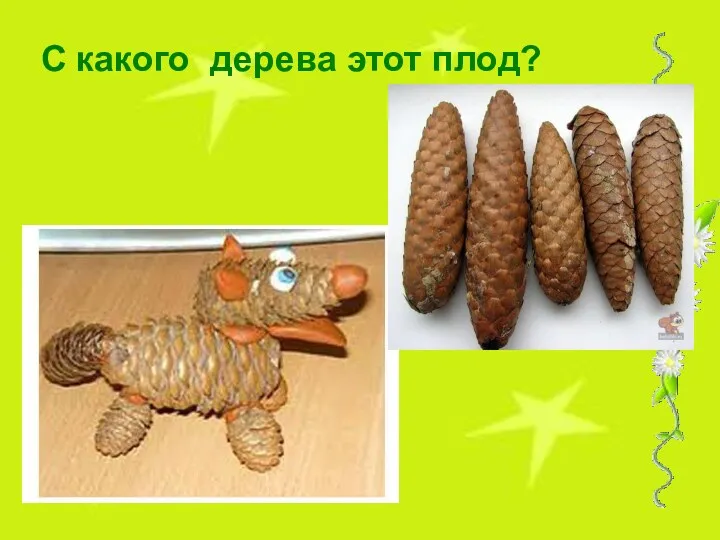 С какого дерева этот плод?