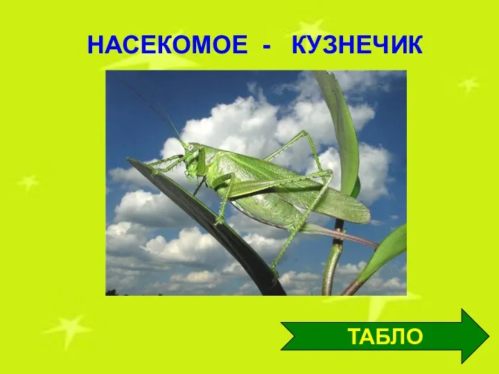 НАСЕКОМОЕ - КУЗНЕЧИК ТАБЛО