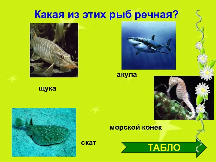 ТАБЛО щука акула скат морской конек Какая из этих рыб речная?