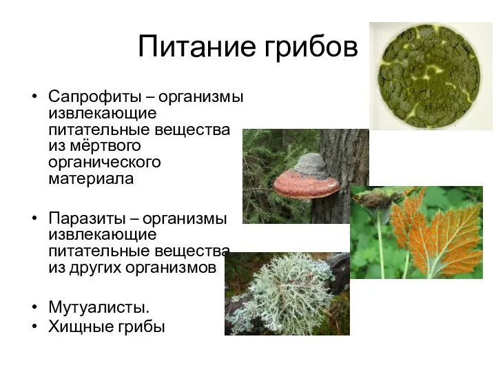 Питание грибов Сапрофиты – организмы извлекающие питательные вещества из мёртвого органического материала Паразиты
