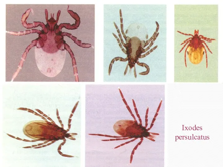 Ixodes persulcatus