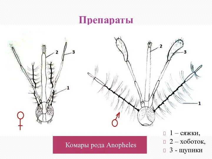 Препараты Комары рода Anopheles 1 – сяжки, 2 – хоботок, 3 - щупики