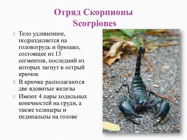 Отряд Скорпионы Scorpiones Тело удлиненное, подразделяется на головогрудь и брюшко,