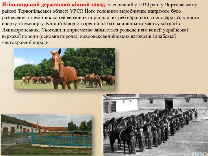 Ягільницький державний кінний завод- заснований у 1939 році у Чортківському