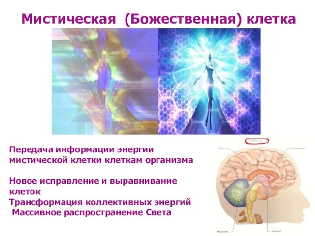 Мистическая (Божественная) клетка Передача информации энергии мистической клетки клеткам организма