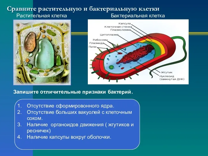 Сравните растительную и бактериальную клетки Растительная клетка Бактериальная клетка Запишите