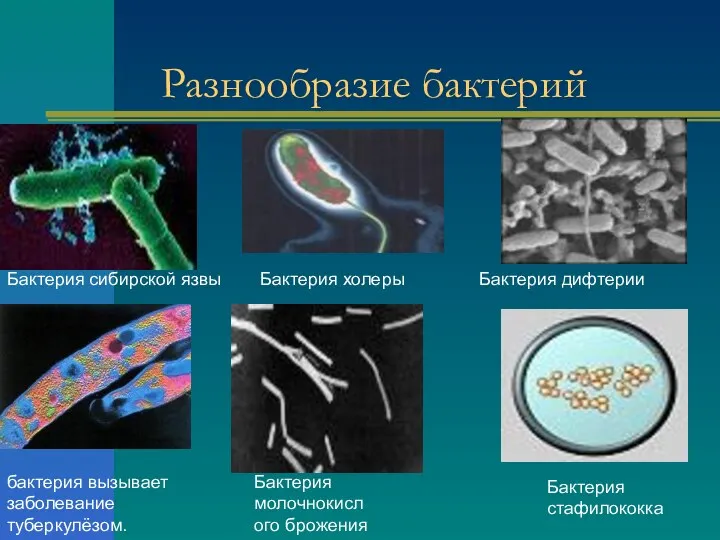Разнообразие бактерий Бактерия сибирской язвы бактерия вызывает заболевание туберкулёзом. Бактерия