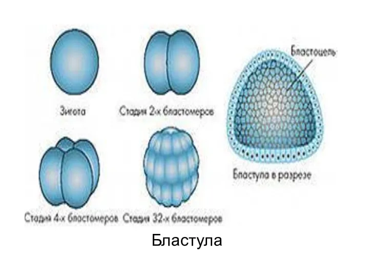 Бластула