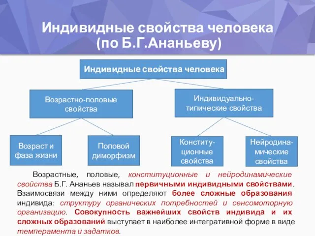 Индивидные свойства человека (по Б.Г.Ананьеву) Индивидные свойства человека Возрастно-половые свойства