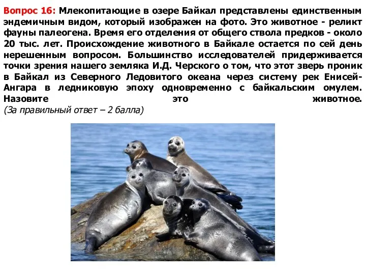 Вопрос 16: Млекопитающие в озере Байкал представлены единственным эндемичным видом, который изображен на
