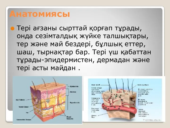 Анатомиясы Тері ағзаны сырттай қорғап тұрады, онда сезімталдық жүйке талшықтары,