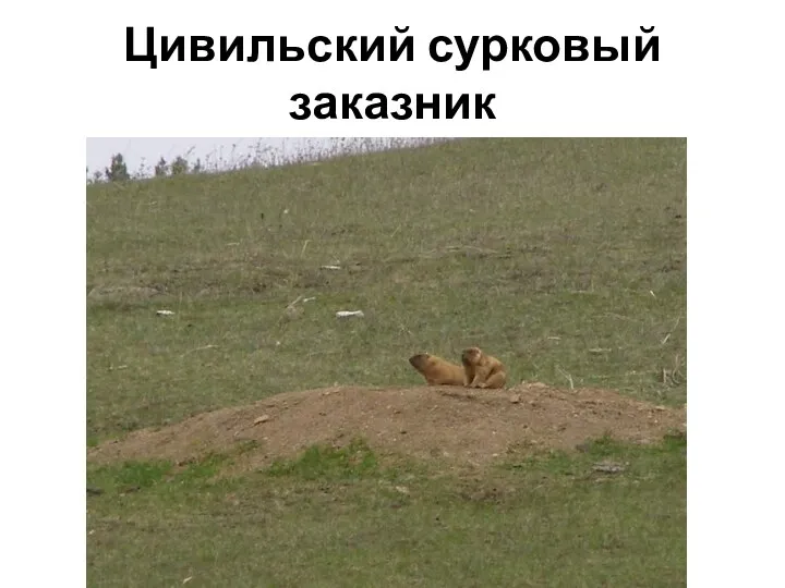 Цивильский сурковый заказник