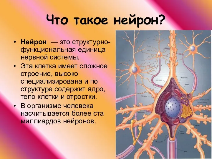 Что такое нейрон? Нейрон — это структурно-функциональная единица нервной системы.