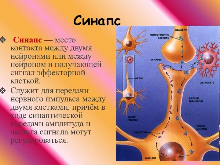 Синапс Синапс — место контакта между двумя нейронами или между