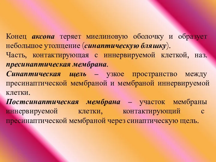 Конец аксона теряет миелиновую оболочку и образует небольшое утолщение (синаптическую