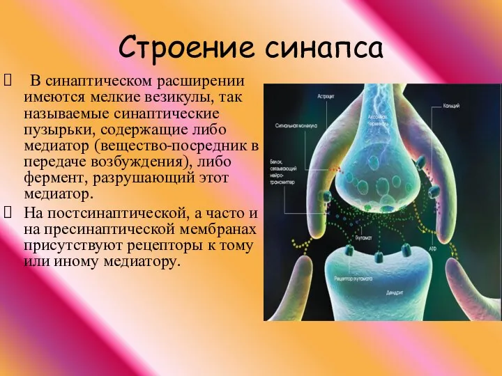 В синаптическом расширении имеются мелкие везикулы, так называемые синаптические пузырьки,