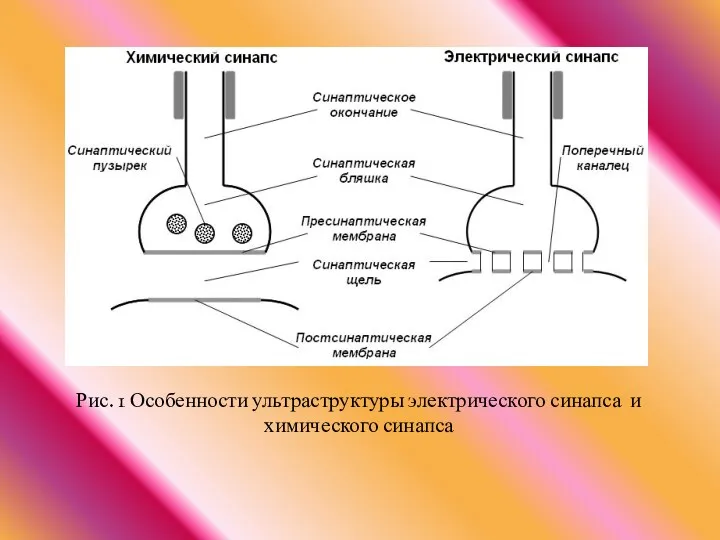 Рис. 1 Особенности ультраструктуры электрического синапса и химического синапса