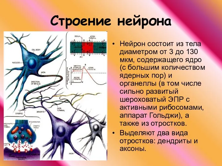 Строение нейрона Нейрон состоит из тела диаметром от 3 до