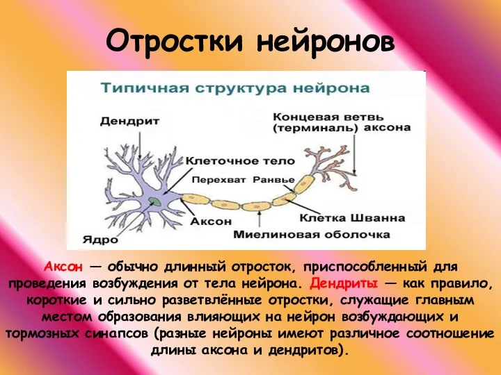 Отростки нейронов Аксон — обычно длинный отросток, приспособленный для проведения