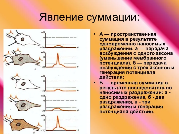 Явление суммации: А — пространственная суммация в результате одновременно наносимых