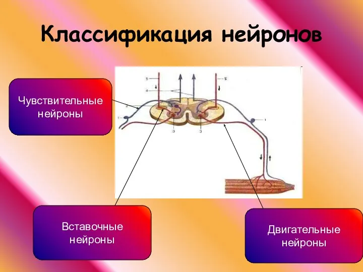 Классификация нейронов Чувствительные нейроны Двигательные нейроны Вставочные нейроны