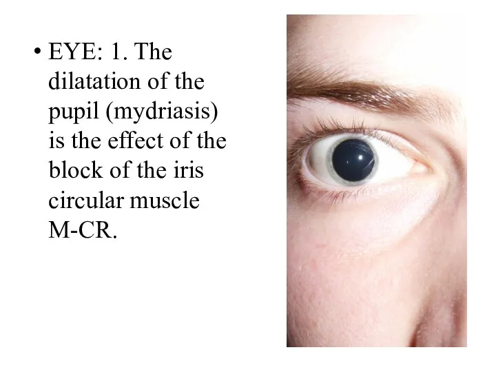 EYE: 1. The dilatation of the pupil (mydriasis) is the