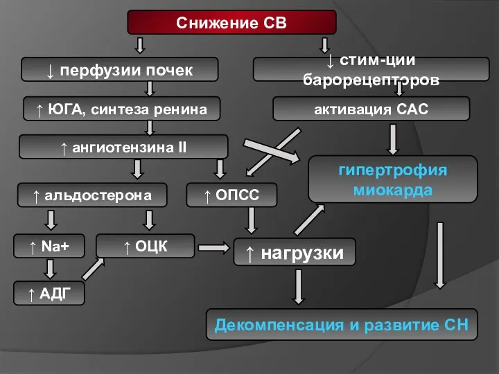 ↑ альдостерона ↑ ЮГА, синтеза ренина ↑ ангиотензина II ↓