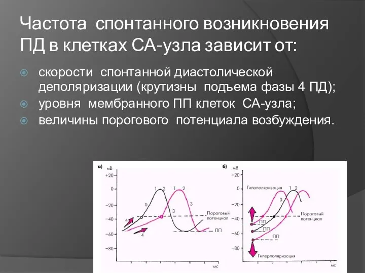 Частота спонтанного возникновения ПД в клетках СА-узла зависит от: скорости