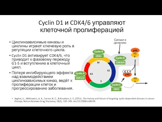 Cyclin D1 и CDK4/6 управляют клеточной пролиферацией Циклинзависимые киназы и