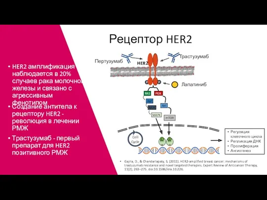 Рецептор HER2 PI3K Akt mTOR RAS Raf MEK MAPK P