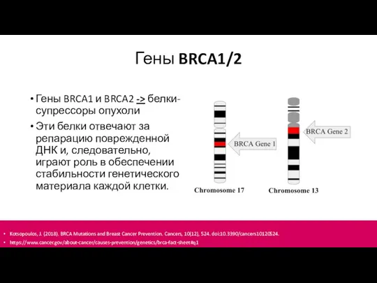 Гены BRCA1/2 Гены BRCA1 и BRCA2 -> белки-супрессоры опухоли Эти