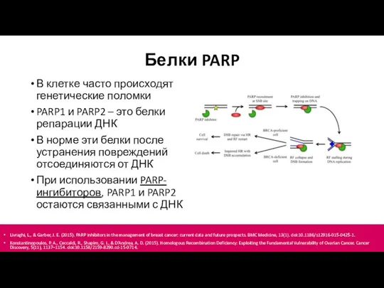 Белки PARP В клетке часто происходят генетические поломки PARP1 и