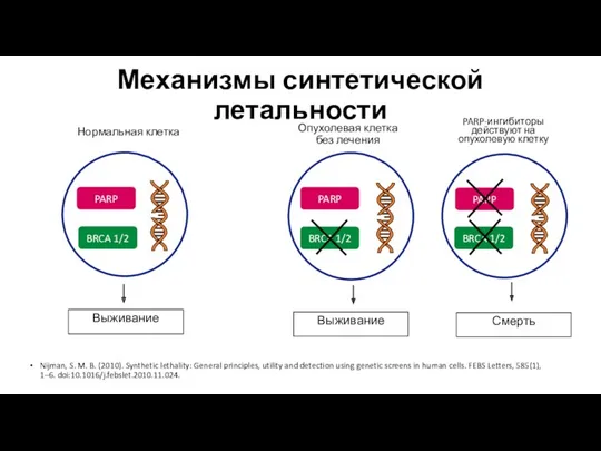 Механизмы синтетической летальности Нормальная клетка Nijman, S. M. B. (2010).