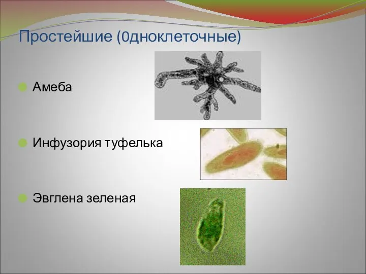 Простейшие (0дноклеточные) Амеба Инфузория туфелька Эвглена зеленая