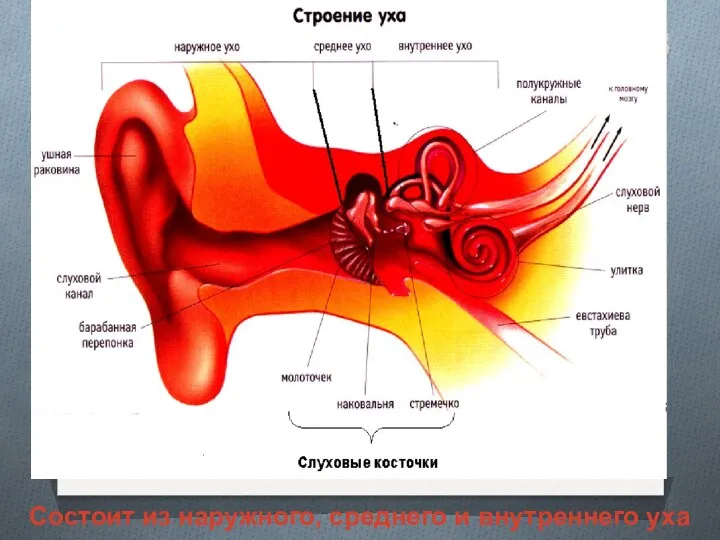 Состоит из наружного, среднего и внутреннего уха