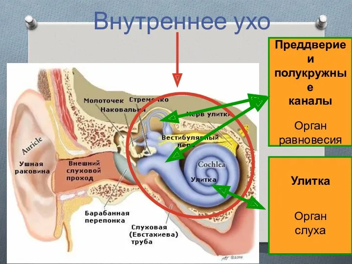 Внутреннее ухо Преддверие и полукружные каналы Орган равновесия Улитка Орган слуха